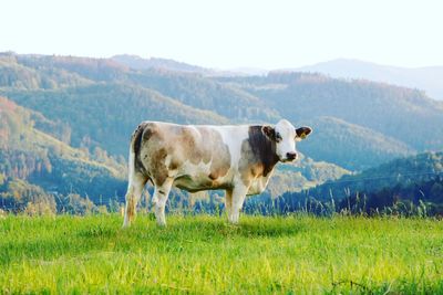 Cows standing in a field