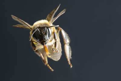 Close-up of bee