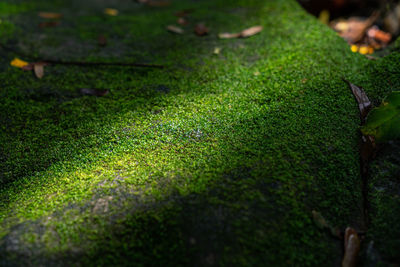 High angle view of wet moss on field