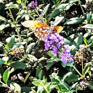 Full frame shot of purple flowers growing in garden