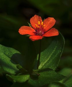 Close-up of red flowering plant