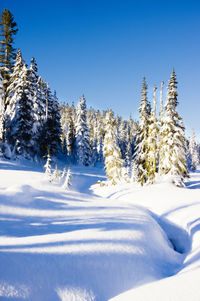 Snow covered pine trees in forest against blue sky