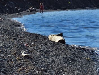 Boy on shore at beach