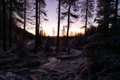 Scenic view of forest during sunset