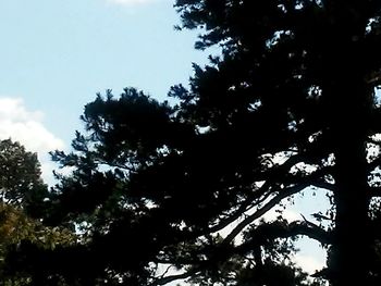 Low angle view of trees in forest