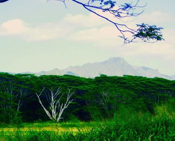Scenic view of landscape against sky
