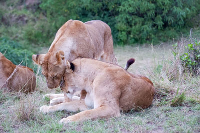 Lioness in a field