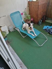 Dog sitting on field