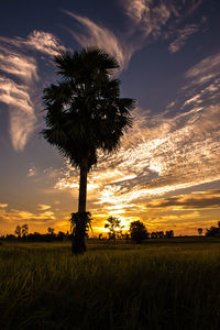 Silhouette palm tree on field against sky during sunset