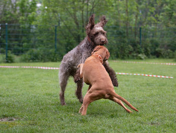 Dog running on grass