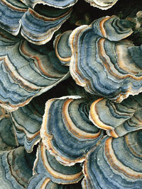 Full frame shot of shells on tree trunk