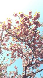 Low angle view of blooming tree against sky