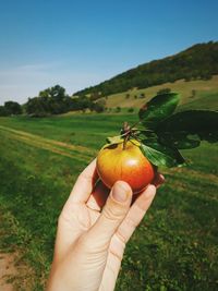 Cropped image of hand holding fruit on field against sky