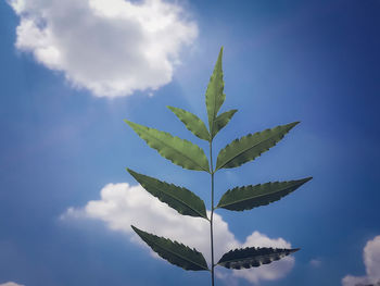 Low angle view of plant leaves against sky