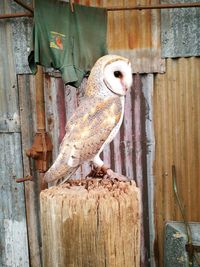 Close-up of bird perching on wooden post