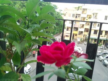 Close-up of flowers blooming in city