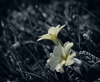 Close-up of yellow flowering plant on field