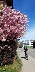 Person riding bicycle on road by flowering tree
