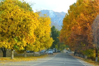 Road amidst trees during autumn