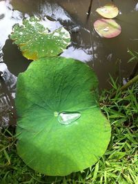 Leaves floating on water