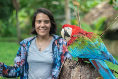 Detail of a red, green and blue macaw, found on a tree trunk and obser