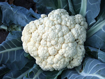 Close-up of cauliflower