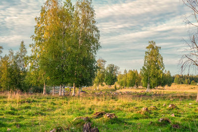 Trees on field against sky