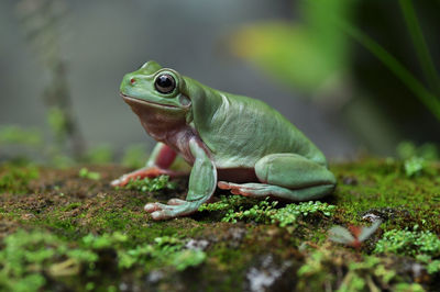 Close-up of frog on land