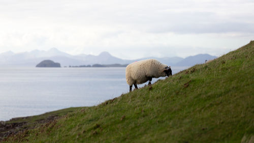 Sheep in a field