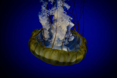 Close-up of jellyfish swimming in sea