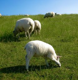 Sheep grazing in a field