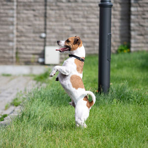 Jack russell terrier catches a spray of water. the dog is playing outside. dog staying on two legs