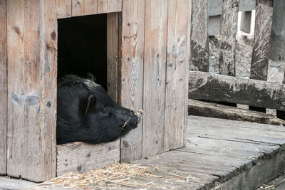 Black cat on wooden door