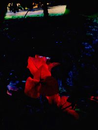 Close-up of flowers against blurred background