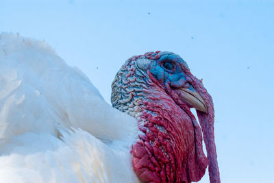 Close-up of bird