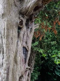 Close-up of tree trunk