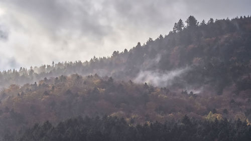 Panoramic shot of trees in forest against sky