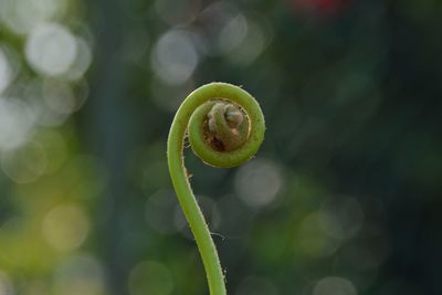 Close-up of green fern