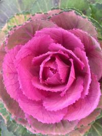 Close-up of pink flower