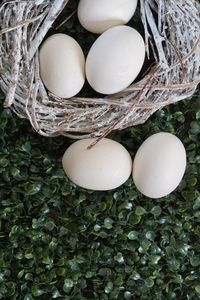 High angle view of eggs in nest