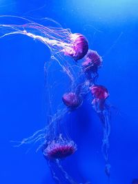 The jellyfish chronicle
