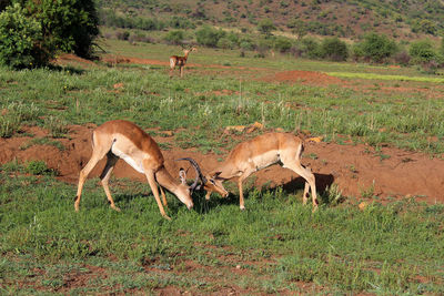 Two young impala males training for a fight