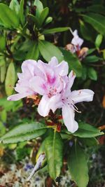 Close-up of pink flower