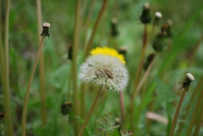 Close-up of dandelion against blurred background