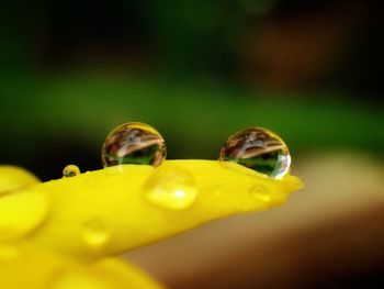 Close-up of yellow flower