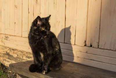 Black cat sits on a wooden bench