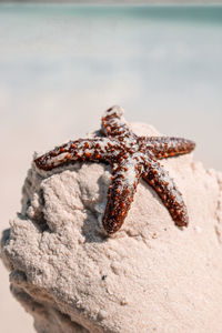 Sea star on sand in the beach with turquoise water in the background