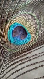 Close-up of peacock feather