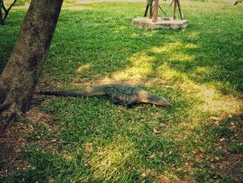 View of grassy field