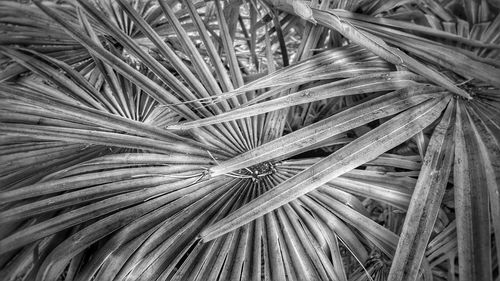 Full frame shot of plants